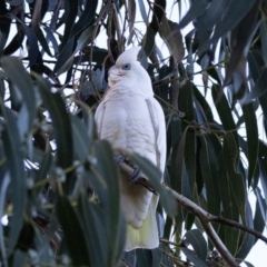 Cacatua sanguinea at Higgins, ACT - 16 Jun 2023