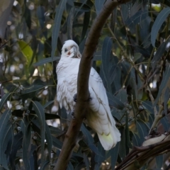 Cacatua sanguinea at Higgins, ACT - 16 Jun 2023