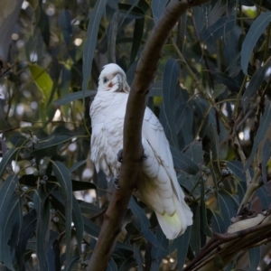 Cacatua sanguinea at Higgins, ACT - 16 Jun 2023