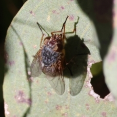 Calliphora sp. (genus) (Unidentified blowfly) at Wodonga, VIC - 16 Jul 2023 by KylieWaldon