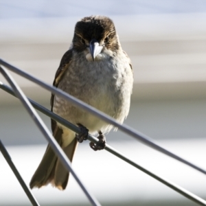 Cracticus torquatus at Higgins, ACT - 12 Jul 2023