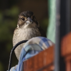 Cracticus torquatus at Higgins, ACT - 12 Jul 2023