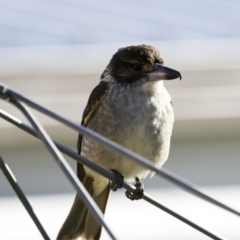 Cracticus torquatus at Higgins, ACT - 12 Jul 2023