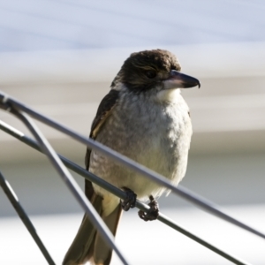 Cracticus torquatus at Higgins, ACT - 12 Jul 2023