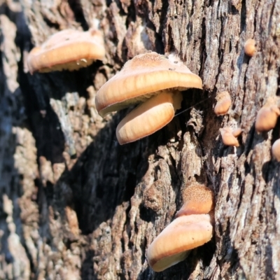 Unidentified Fungus at Wodonga, VIC - 16 Jul 2023 by KylieWaldon