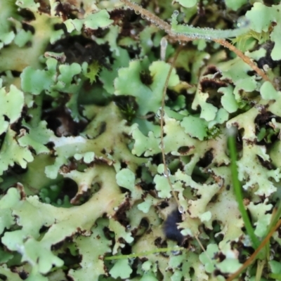 Unidentified Lichen, Moss or other Bryophyte at Wodonga, VIC - 16 Jul 2023 by KylieWaldon