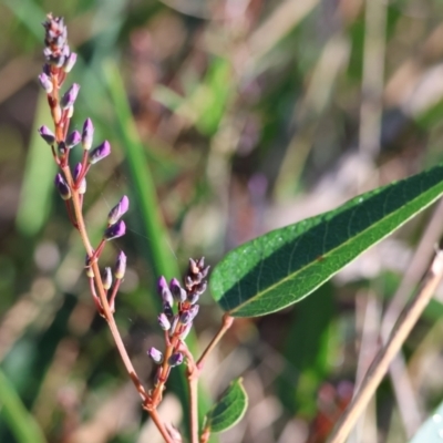 Hardenbergia violacea (False Sarsaparilla) at Wodonga, VIC - 16 Jul 2023 by KylieWaldon