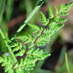 Cheilanthes sieberi subsp. sieberi (Narrow Rock Fern) at Wodonga, VIC - 16 Jul 2023 by KylieWaldon