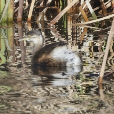 Tachybaptus novaehollandiae (Australasian Grebe) at Giralang, ACT - 21 Jun 2023 by AlisonMilton