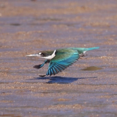 Todiramphus sordidus (Torresian Kingfisher) at Wellington Point, QLD - 19 Jul 2023 by TimL