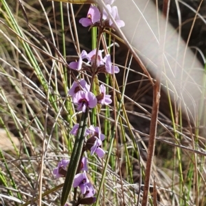 Hovea heterophylla at Yass River, NSW - 22 Jul 2023