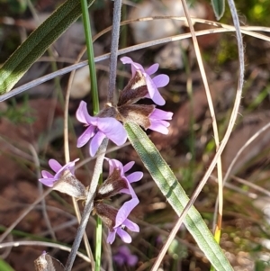 Hovea heterophylla at Yass River, NSW - 22 Jul 2023