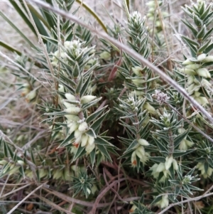 Melichrus urceolatus at Fadden, ACT - 23 Jul 2023