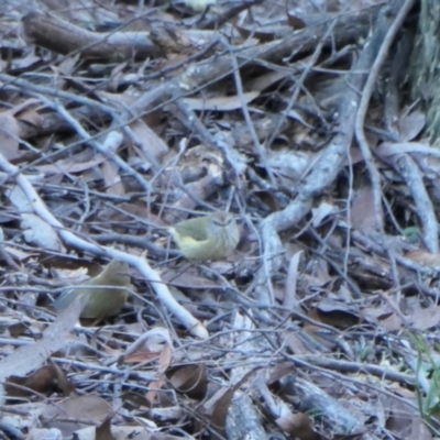 Acanthiza lineata (Striated Thornbill) at Yass River, NSW - 22 Jul 2023 by SenexRugosus