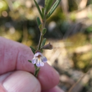 Prostanthera nivea var. nivea at Yass River, NSW - 22 Jul 2023