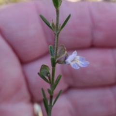 Prostanthera nivea var. nivea at Yass River, NSW - 22 Jul 2023