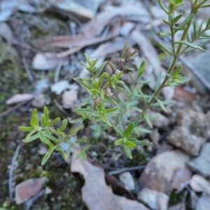 Prostanthera nivea var. nivea at Yass River, NSW - 22 Jul 2023