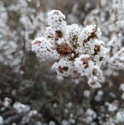 Leucopogon attenuatus (Small-leaved Beard Heath) at Fadden, ACT - 22 Jul 2023 by KumikoCallaway