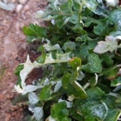 Arctotheca calendula at Tuggeranong, ACT - 23 Jul 2023 07:04 AM