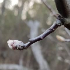 Pyrus sp. (An Ornamental Pear) at Fadden, ACT - 21 Jul 2023 by KumikoCallaway