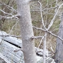 Pyrus sp. at Fadden, ACT - 21 Jul 2023 07:56 AM