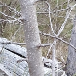 Pyrus sp. at Fadden, ACT - 21 Jul 2023 07:56 AM