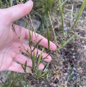 Acacia dawsonii at Queanbeyan East, NSW - 4 Jul 2023