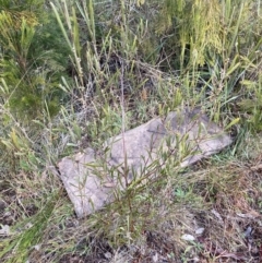 Acacia dawsonii at Queanbeyan East, NSW - 4 Jul 2023