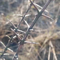 Discaria pubescens at Rendezvous Creek, ACT - 22 Jul 2023 10:09 AM