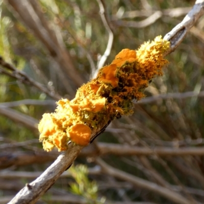 Teloschistes sp. (genus) (A lichen) at Queanbeyan West, NSW - 22 Jul 2023 by Paul4K