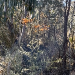 Bursaria spinosa subsp. lasiophylla (Australian Blackthorn) at Rendezvous Creek, ACT - 22 Jul 2023 by VanceLawrence