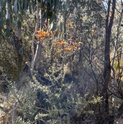 Bursaria spinosa subsp. lasiophylla (Australian Blackthorn) at Rendezvous Creek, ACT - 22 Jul 2023 by VanceLawrence