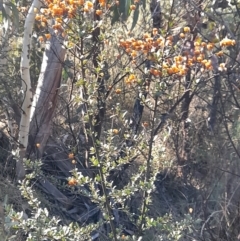 Bursaria spinosa subsp. lasiophylla at Rendezvous Creek, ACT - 22 Jul 2023 10:33 AM