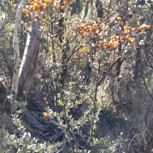 Bursaria spinosa subsp. lasiophylla at Rendezvous Creek, ACT - 22 Jul 2023 10:33 AM