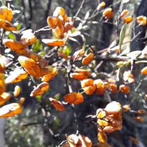 Bursaria spinosa subsp. lasiophylla at Rendezvous Creek, ACT - 22 Jul 2023 10:33 AM