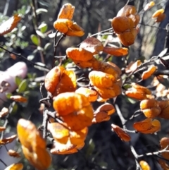 Bursaria spinosa subsp. lasiophylla at Rendezvous Creek, ACT - 22 Jul 2023 10:33 AM