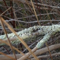 Flavoparmelia sp. (Flavoparmelia Lichen) at Queanbeyan West, NSW - 23 Jul 2023 by Paul4K