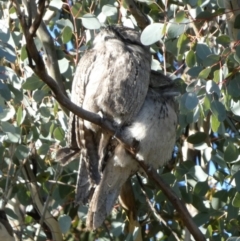 Podargus strigoides (Tawny Frogmouth) at Queanbeyan West, NSW - 22 Jul 2023 by Paul4K