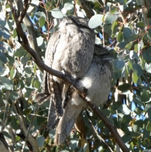 Podargus strigoides at Queanbeyan West, NSW - 23 Jul 2023