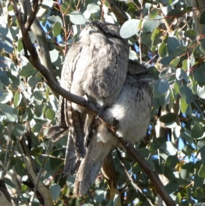 Podargus strigoides (Tawny Frogmouth) at Queanbeyan West, NSW - 22 Jul 2023 by Paul4K