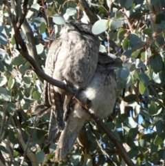 Podargus strigoides at Queanbeyan West, NSW - 23 Jul 2023