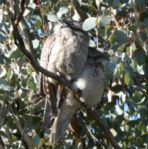 Podargus strigoides at Queanbeyan West, NSW - 23 Jul 2023 08:56 AM