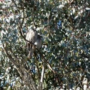 Podargus strigoides at Queanbeyan West, NSW - 23 Jul 2023