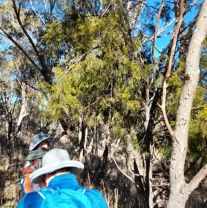 Exocarpos cupressiformis at Rendezvous Creek, ACT - 22 Jul 2023 10:38 AM