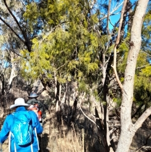 Exocarpos cupressiformis at Rendezvous Creek, ACT - 22 Jul 2023 10:38 AM