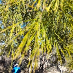 Exocarpos cupressiformis at Rendezvous Creek, ACT - 22 Jul 2023 10:38 AM