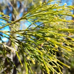 Exocarpos cupressiformis at Rendezvous Creek, ACT - 22 Jul 2023 10:38 AM