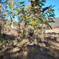 Acacia rubida (Red-stemmed Wattle, Red-leaved Wattle) at Rendezvous Creek, ACT - 22 Jul 2023 by VanceLawrence