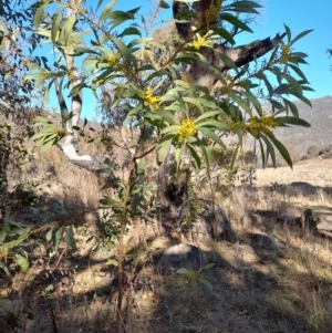 Acacia rubida at Rendezvous Creek, ACT - 22 Jul 2023 10:42 AM