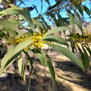 Acacia rubida at Rendezvous Creek, ACT - 22 Jul 2023 10:42 AM